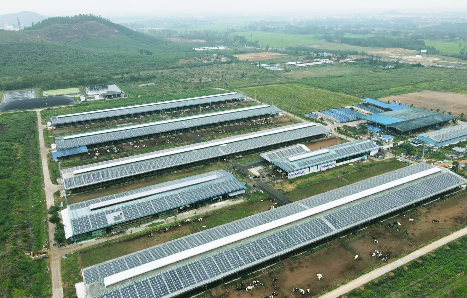 Vinamilk đầu tư hệ thống năng lượng mặt trời tới tất cả các trang trại bò sữa