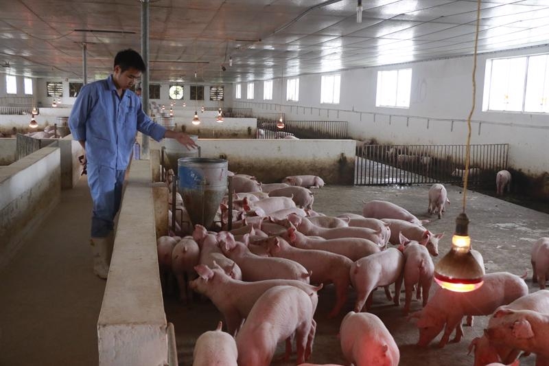 Nghiên cứu sử dụng năng lượng sinh học trong chăn nuôi cho phát điện