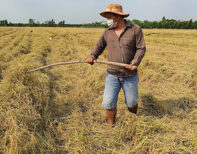 Điện sinh khối: tiềm năng phát triển và thách thức về giá nguyên liệu