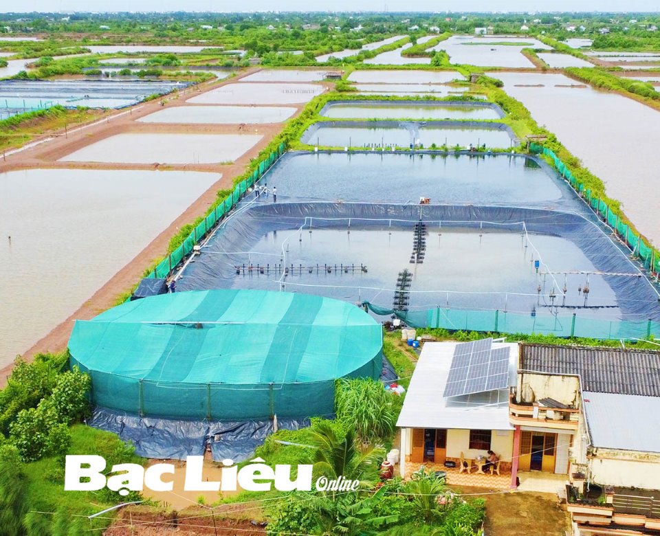 Sử dụng điện mặt trời trong nuôi tôm